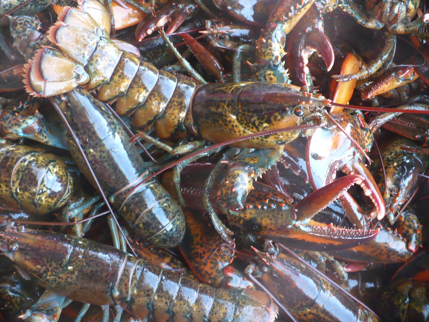 Lobsters2